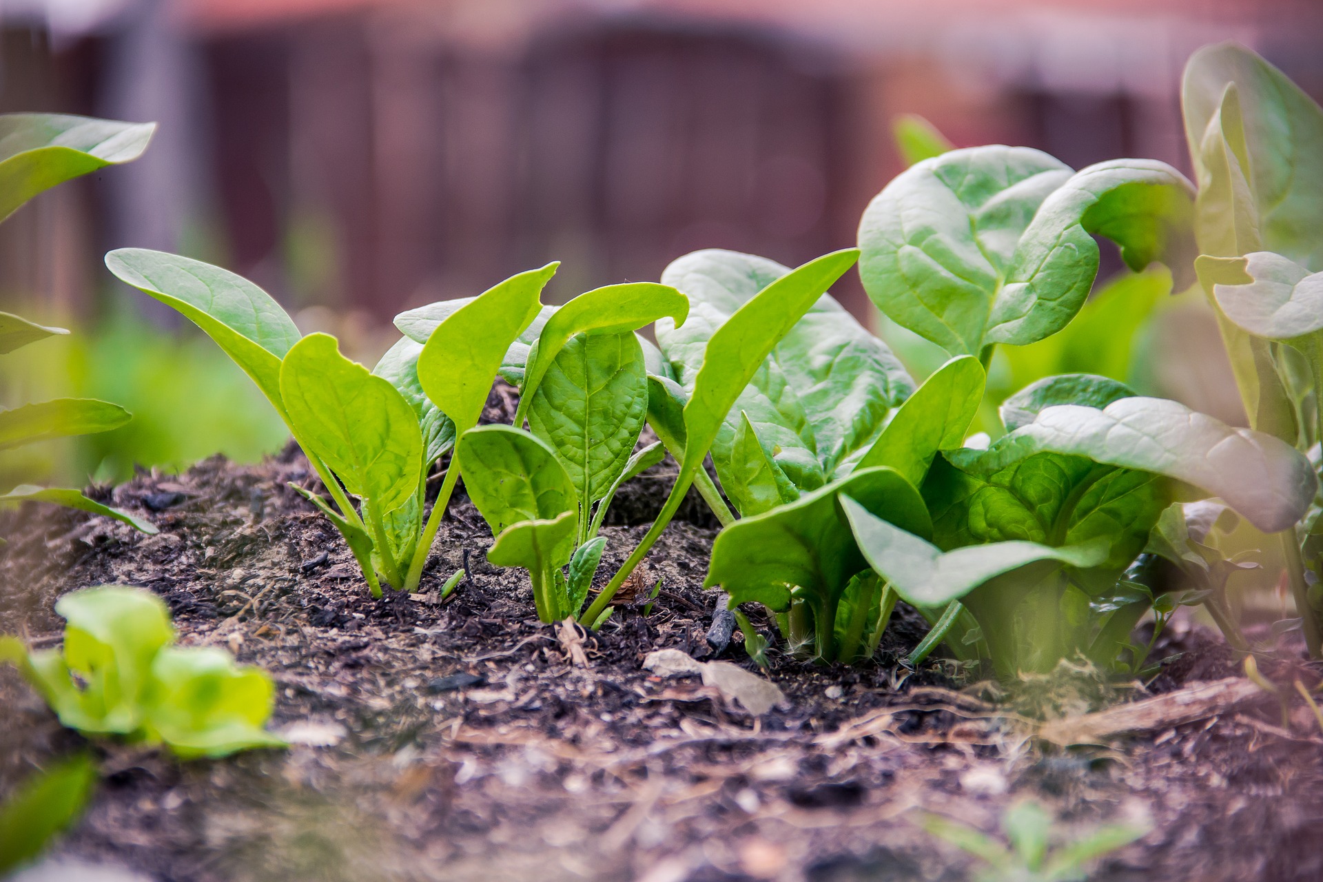 Spinach growing in the garden.