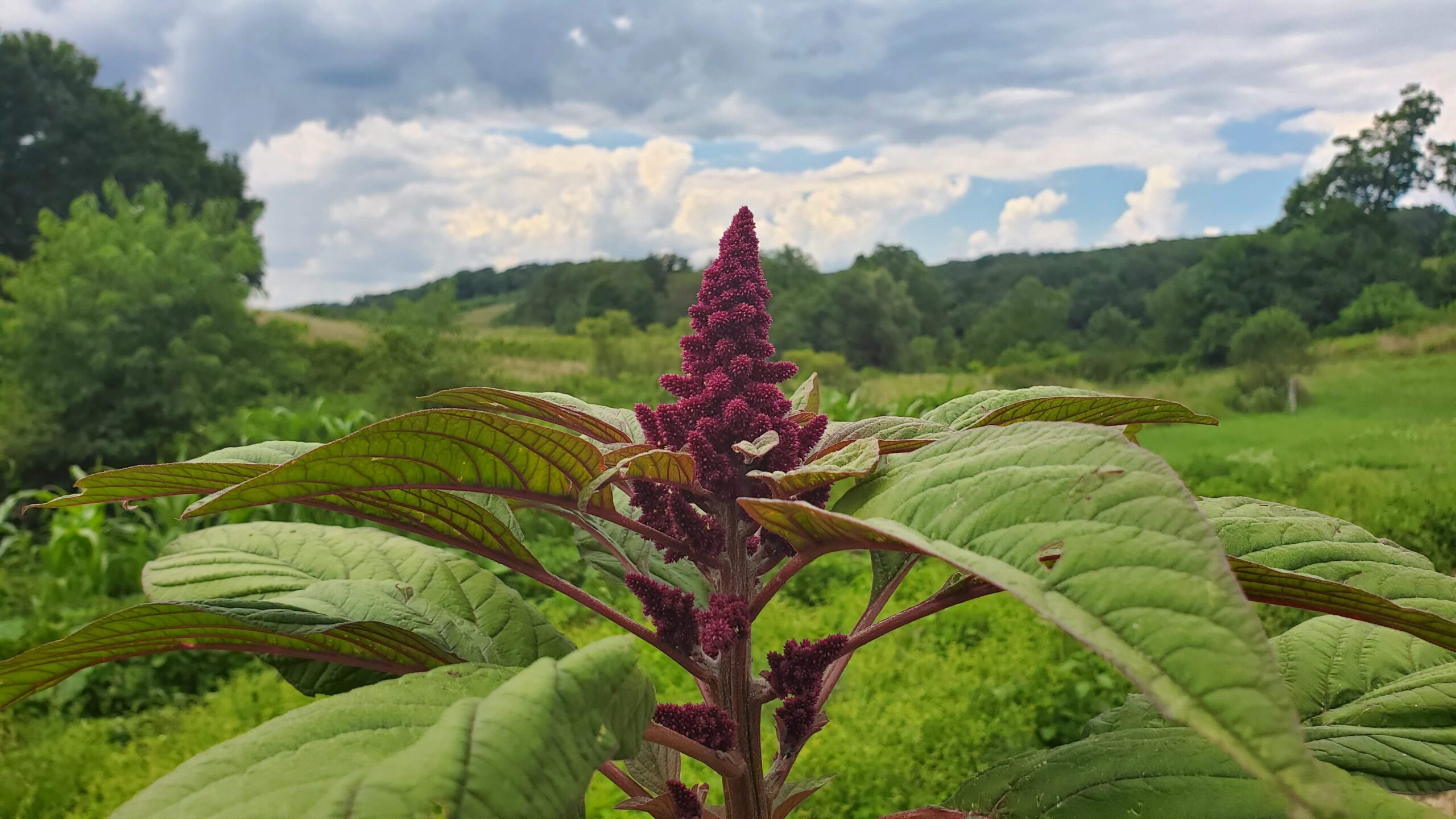 Red amaranth plant in the garden.