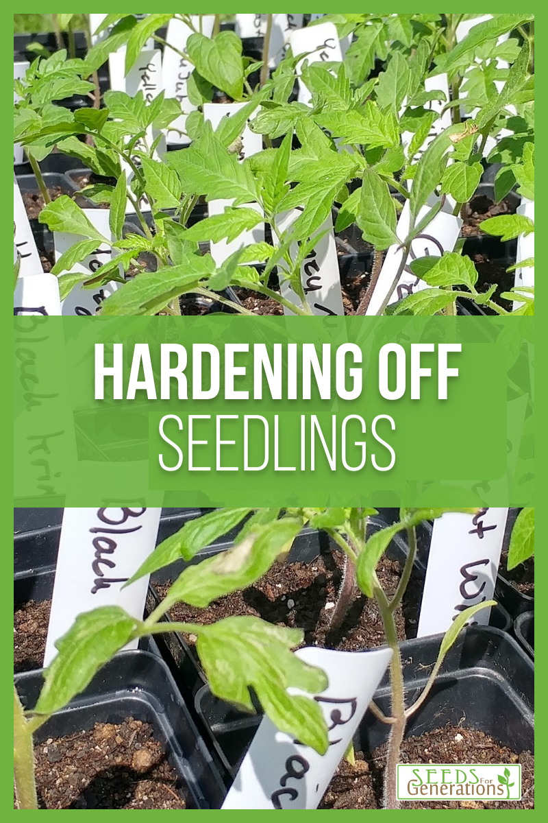 Hardening Off Seedlings Pinterest Image