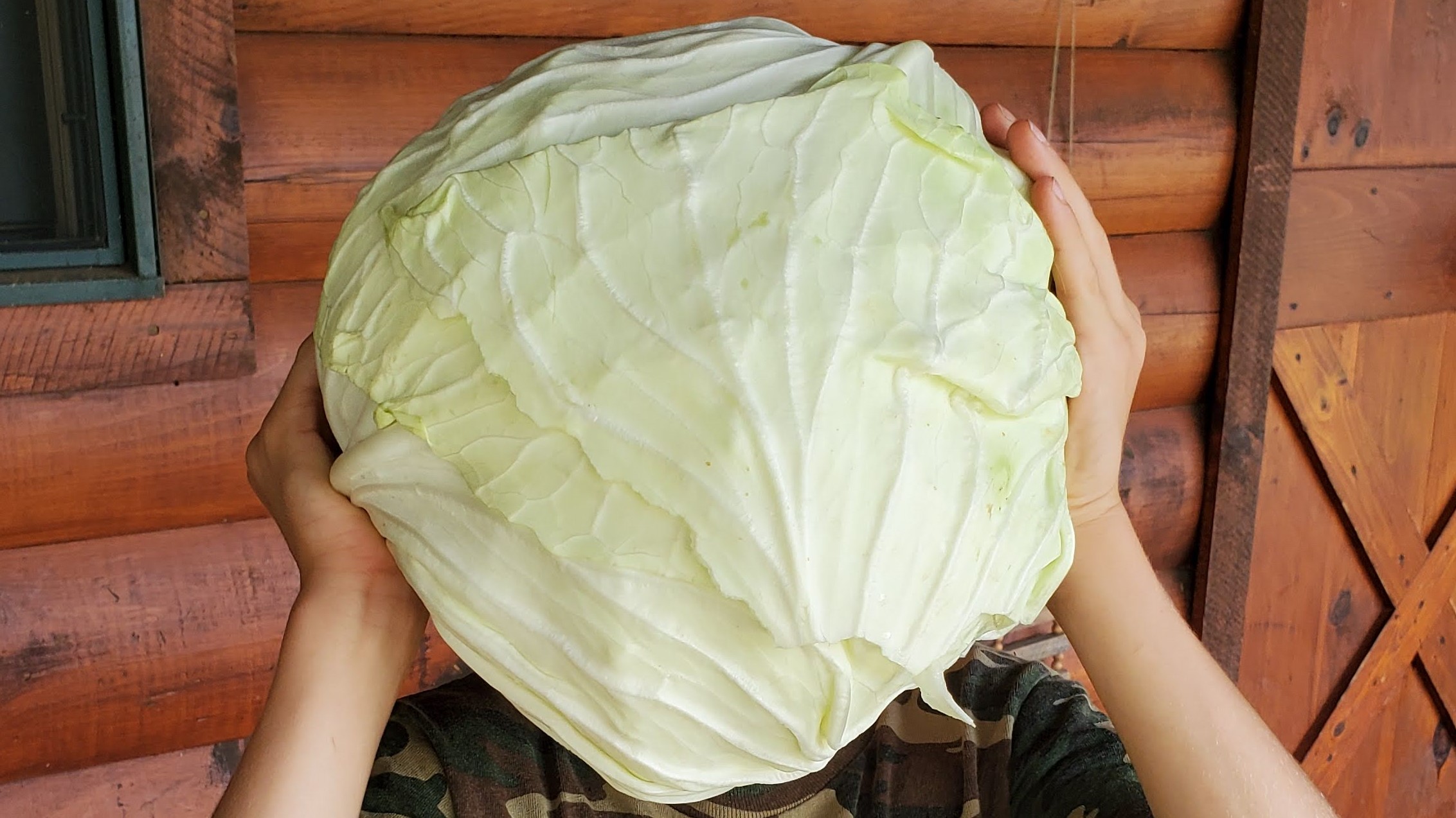 A large head of Heirloom Cabbage.