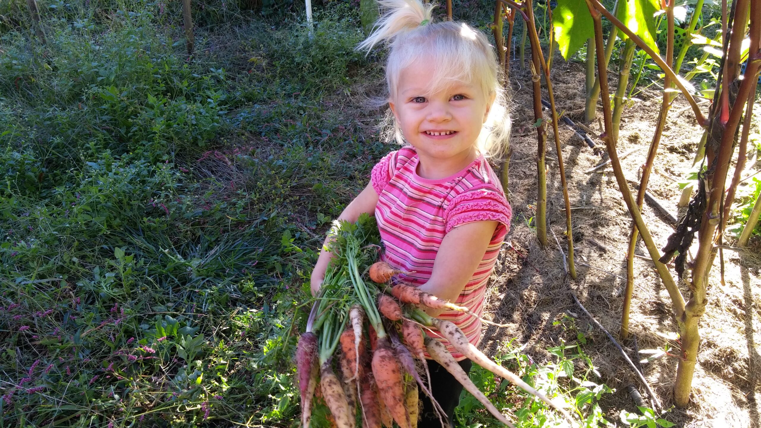 Baby Annalea holding a bunch of Heirloom Carrots picked straight from the garden.