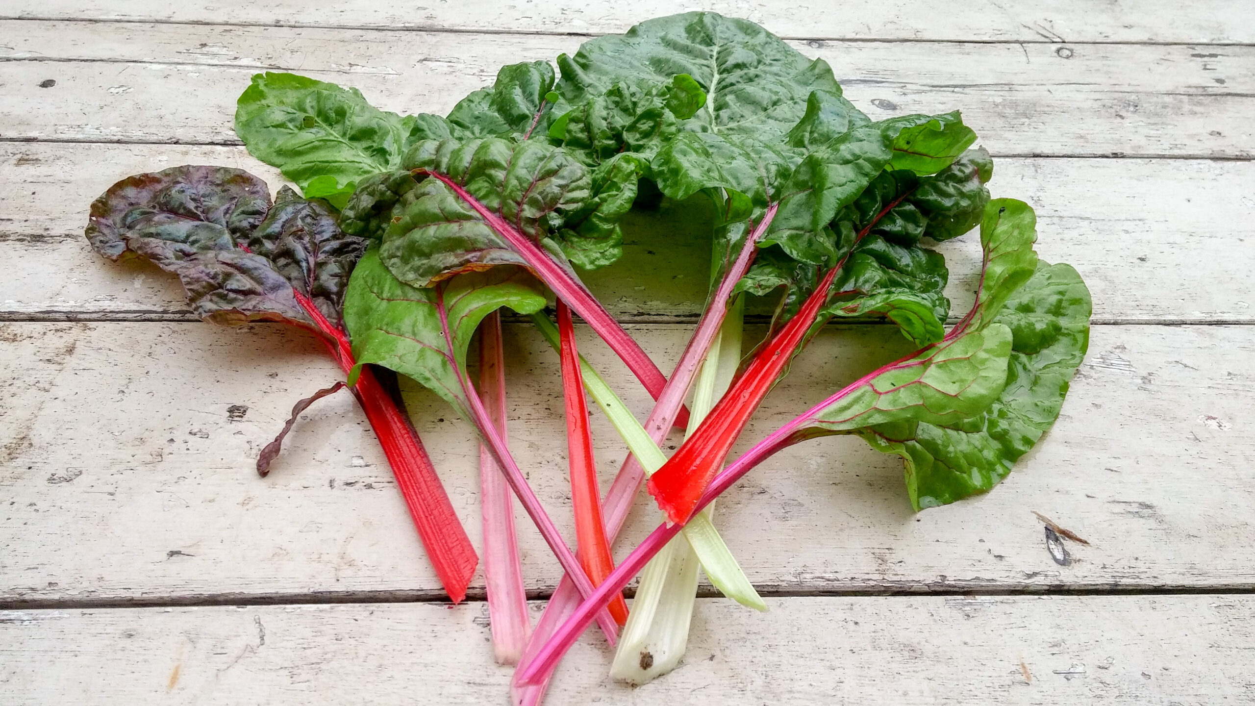 Heirloom Chard in various shades.