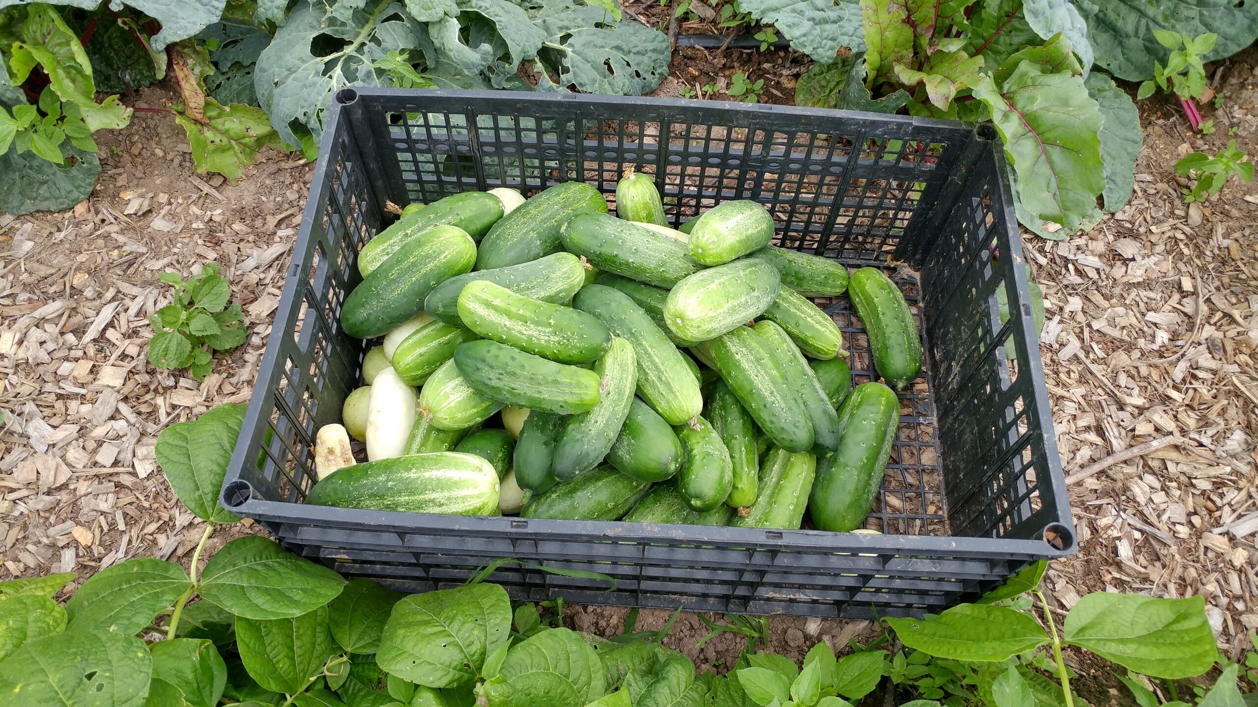 A large plastic crate of Heirloom Cucumbers sitting in a mulched garden row.