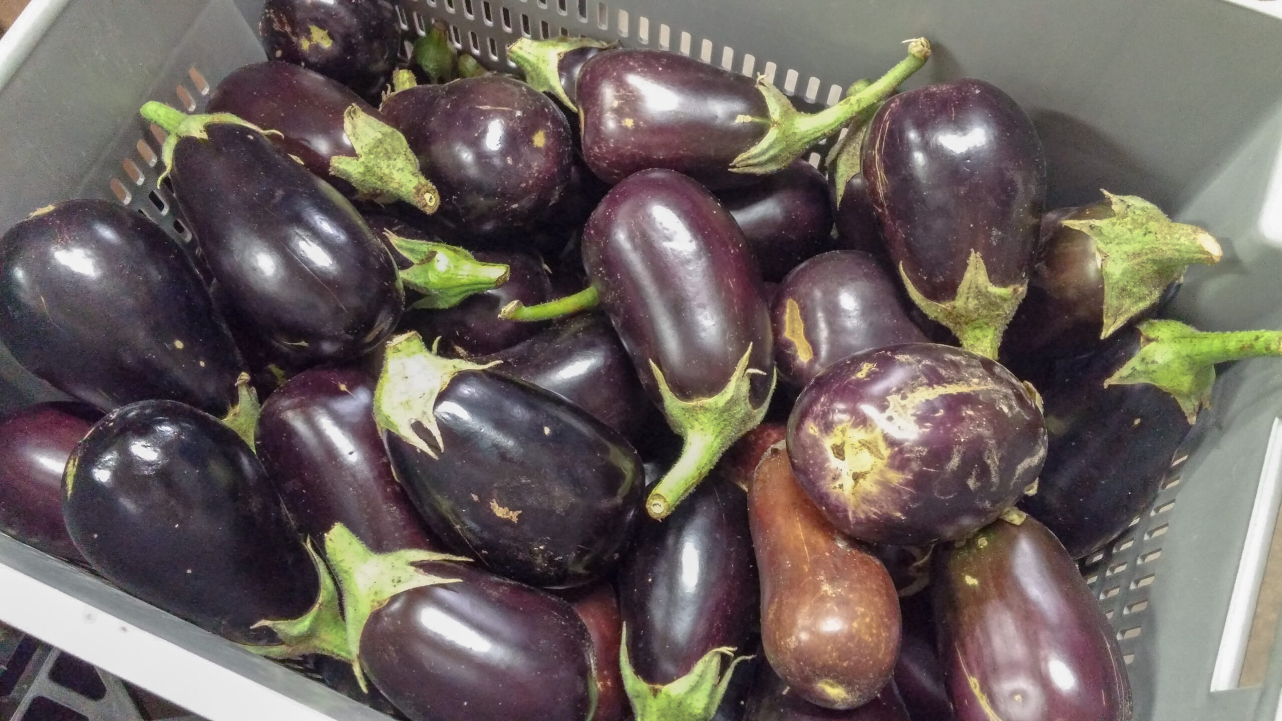 Heirloom Eggplant in a large plastic crate.