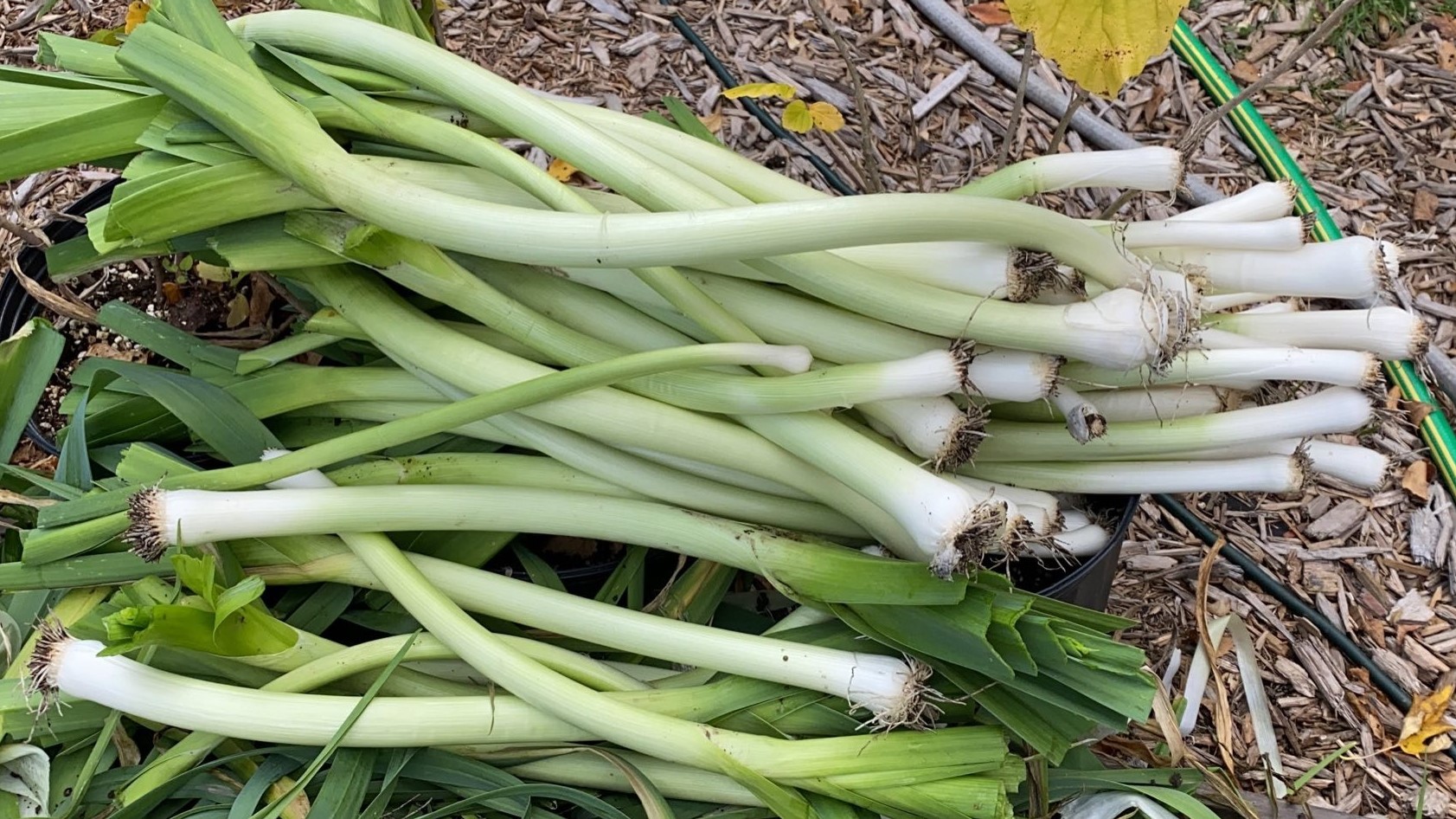 Heirloom Leeks being thinned out in the garden.