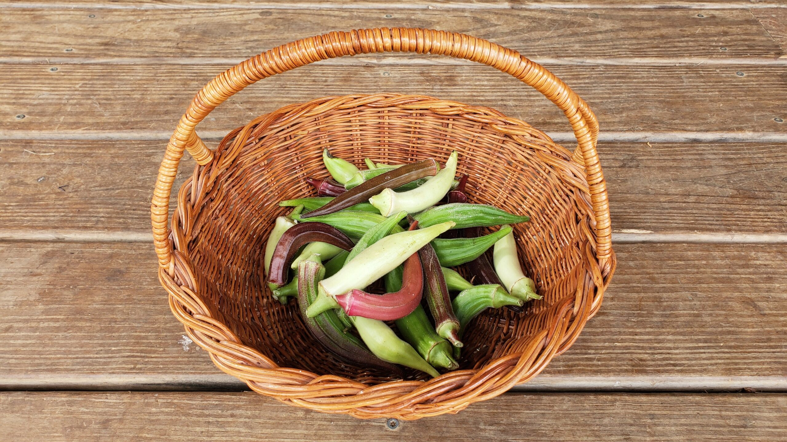 A basket filled with Heirloom Okra of various colors.