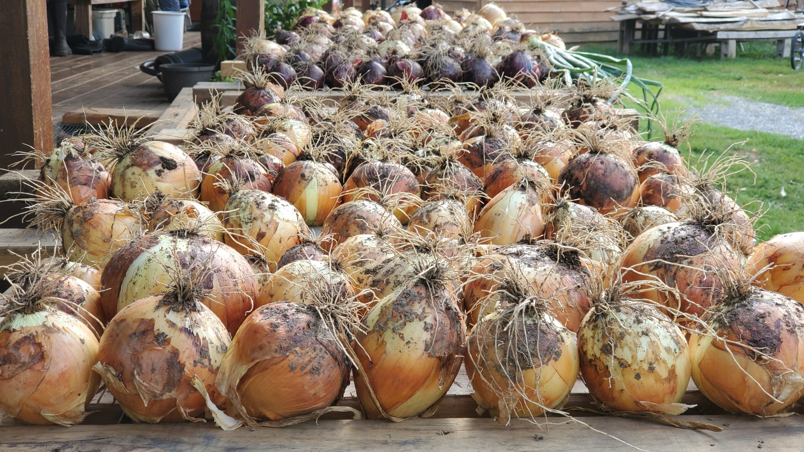 Heirloom Onions curing outside.