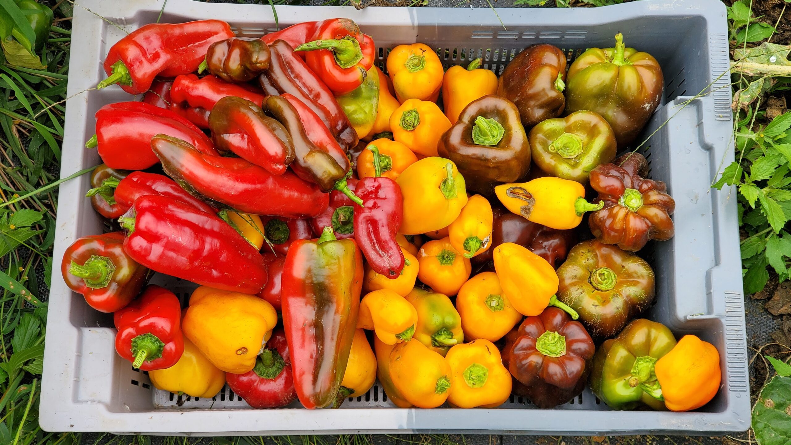 Heirloom Peppers in various colors and shapes in a plastic crate.