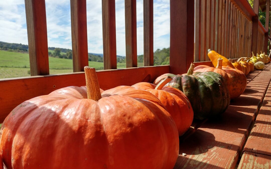 Pumpkins Video