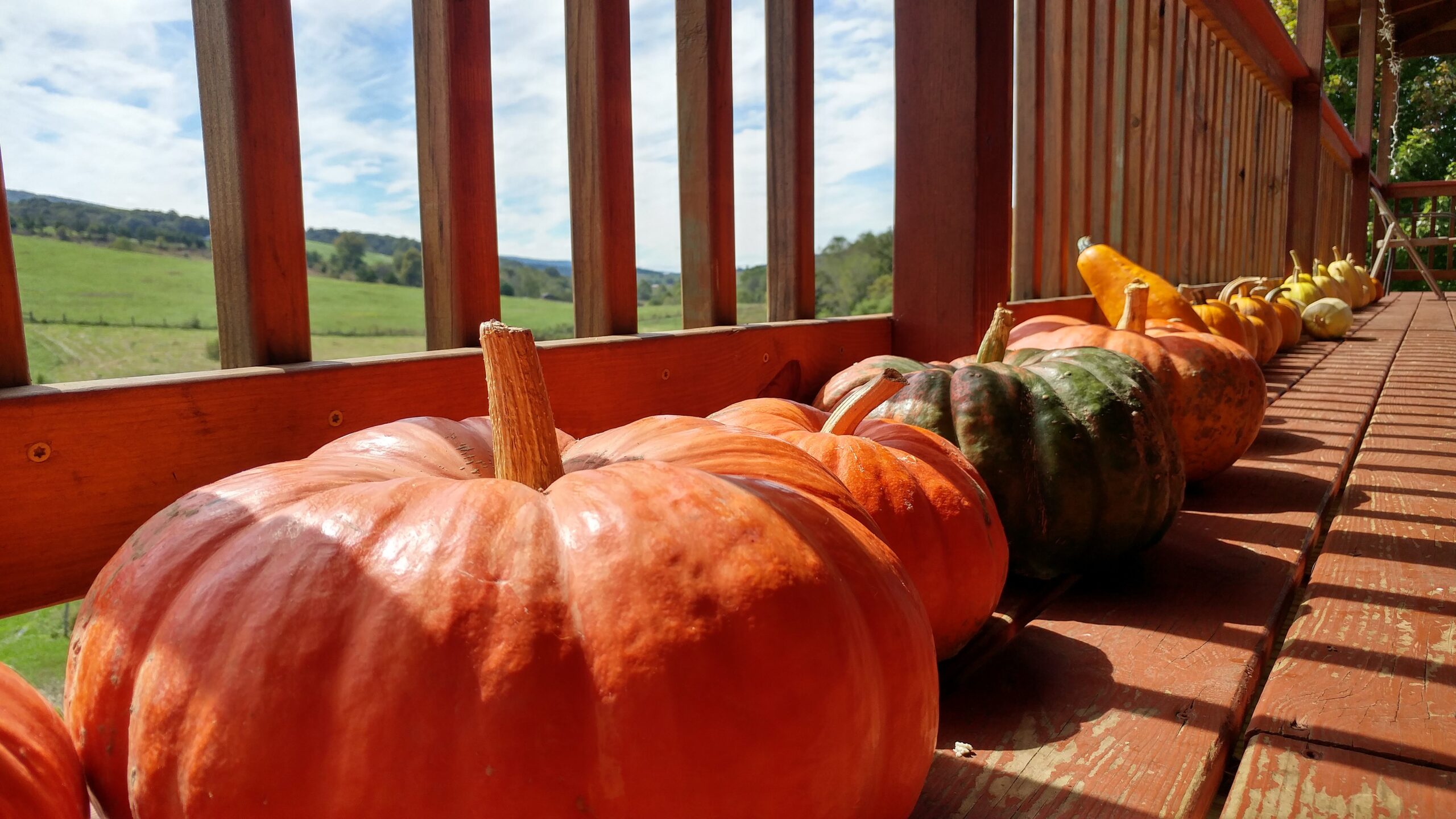 Heirloom Pumpkins lined up around the porch.