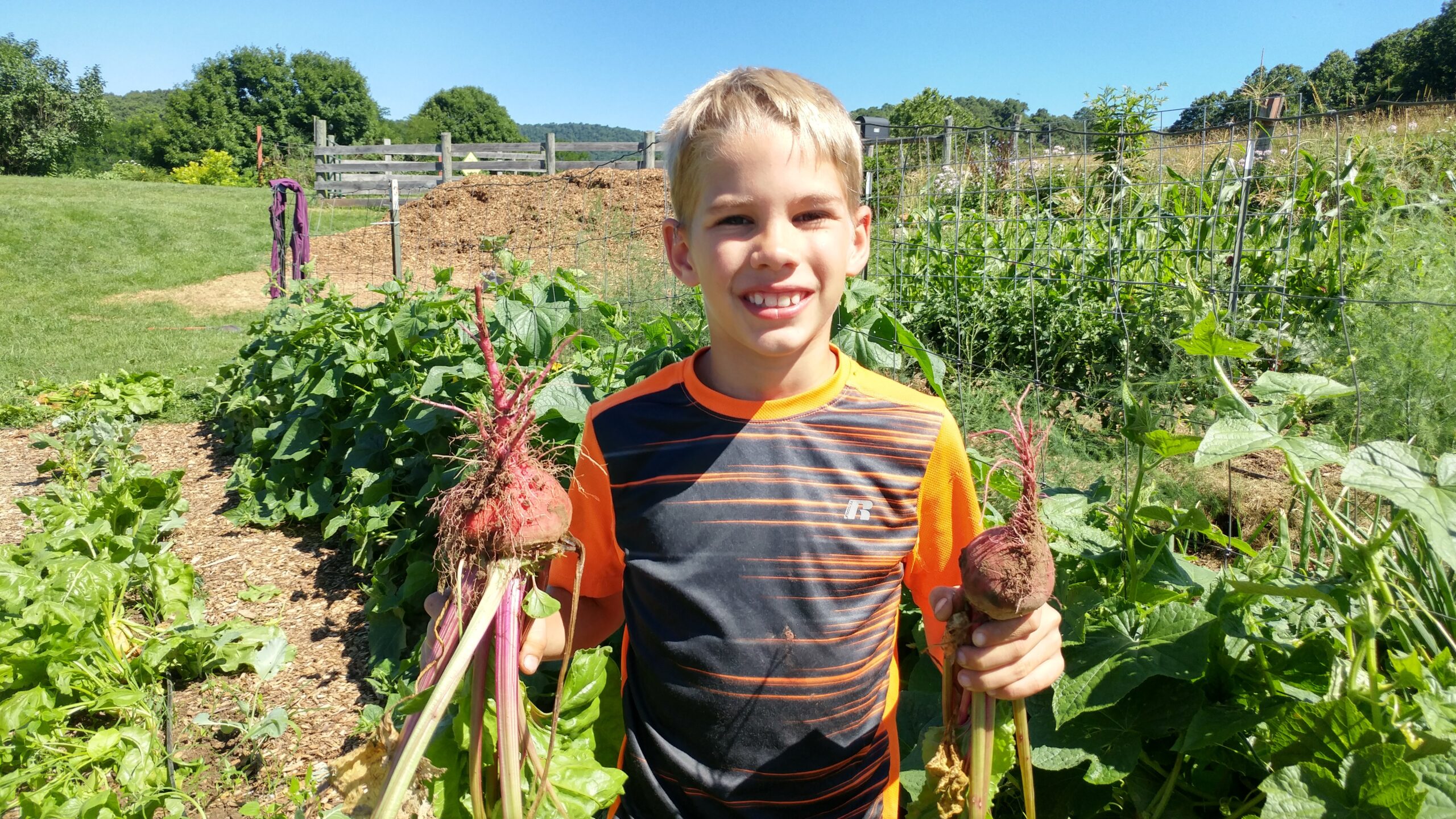 Little boy holding two freshly picked beets in the garden.