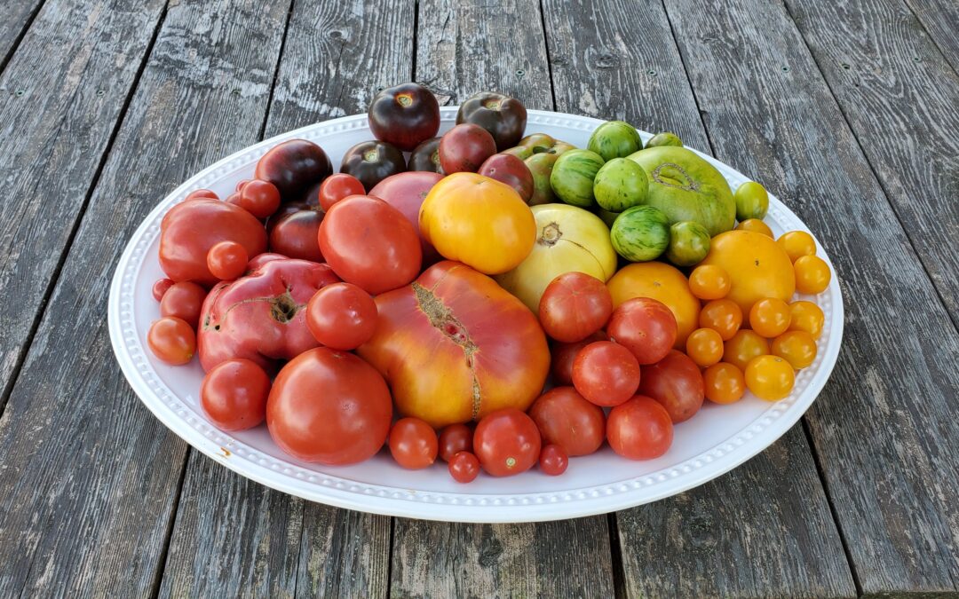 Tomato Mistakes Video