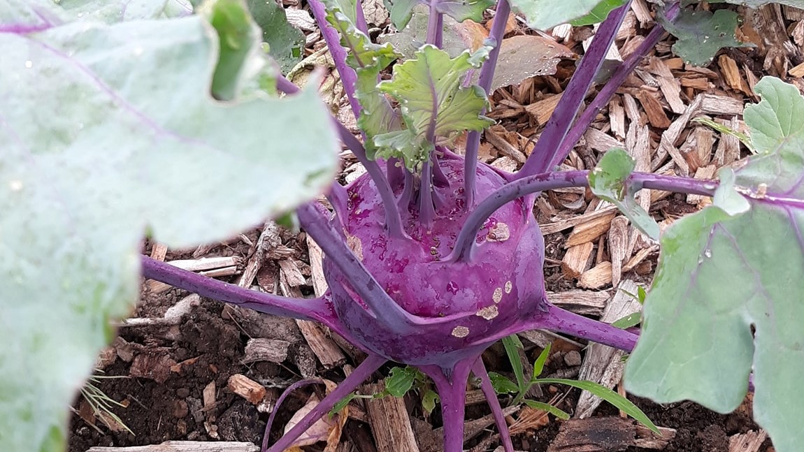 Heirloom Kohlrabi growing in the garden.