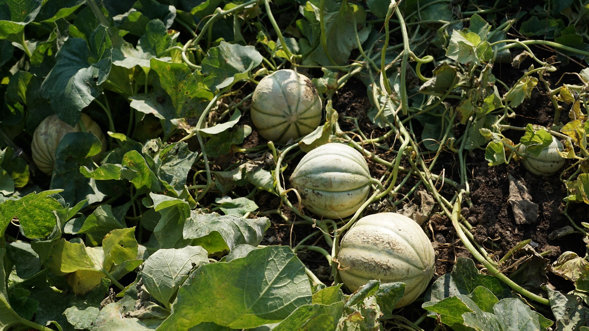 Melons growing in the field.