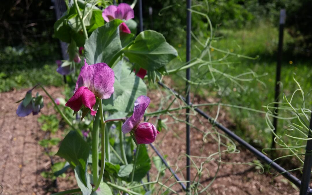 Planting Peas Video