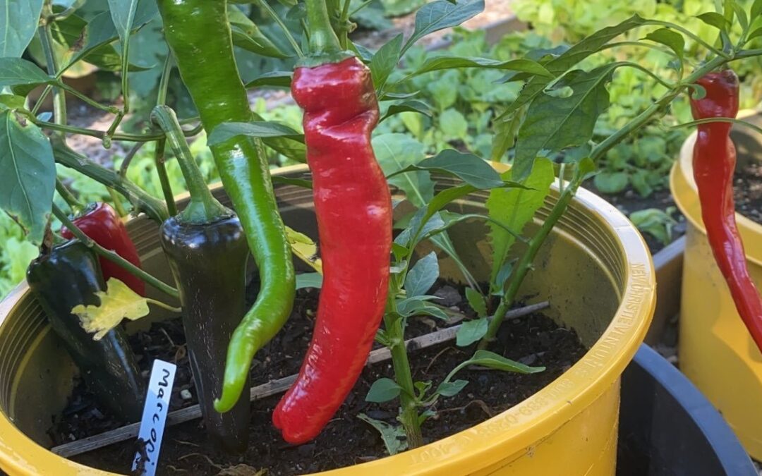 Container Garden Problems Video