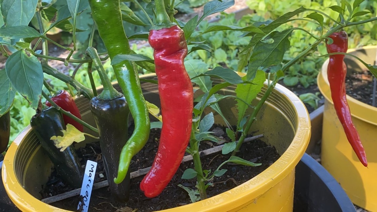 Nardello Peppers growing in containers.