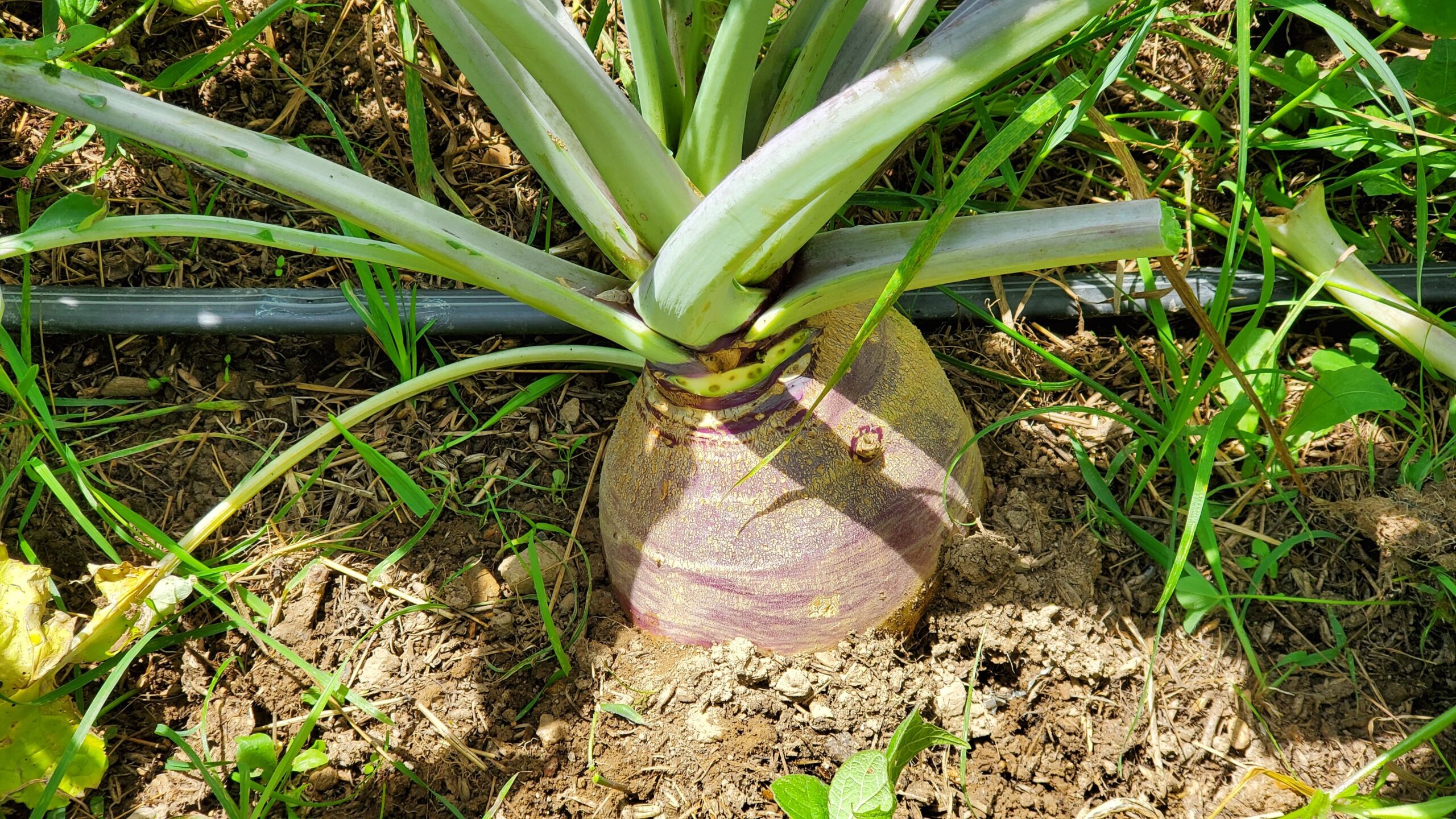 Heirloom Rutabaga growing in the ground.