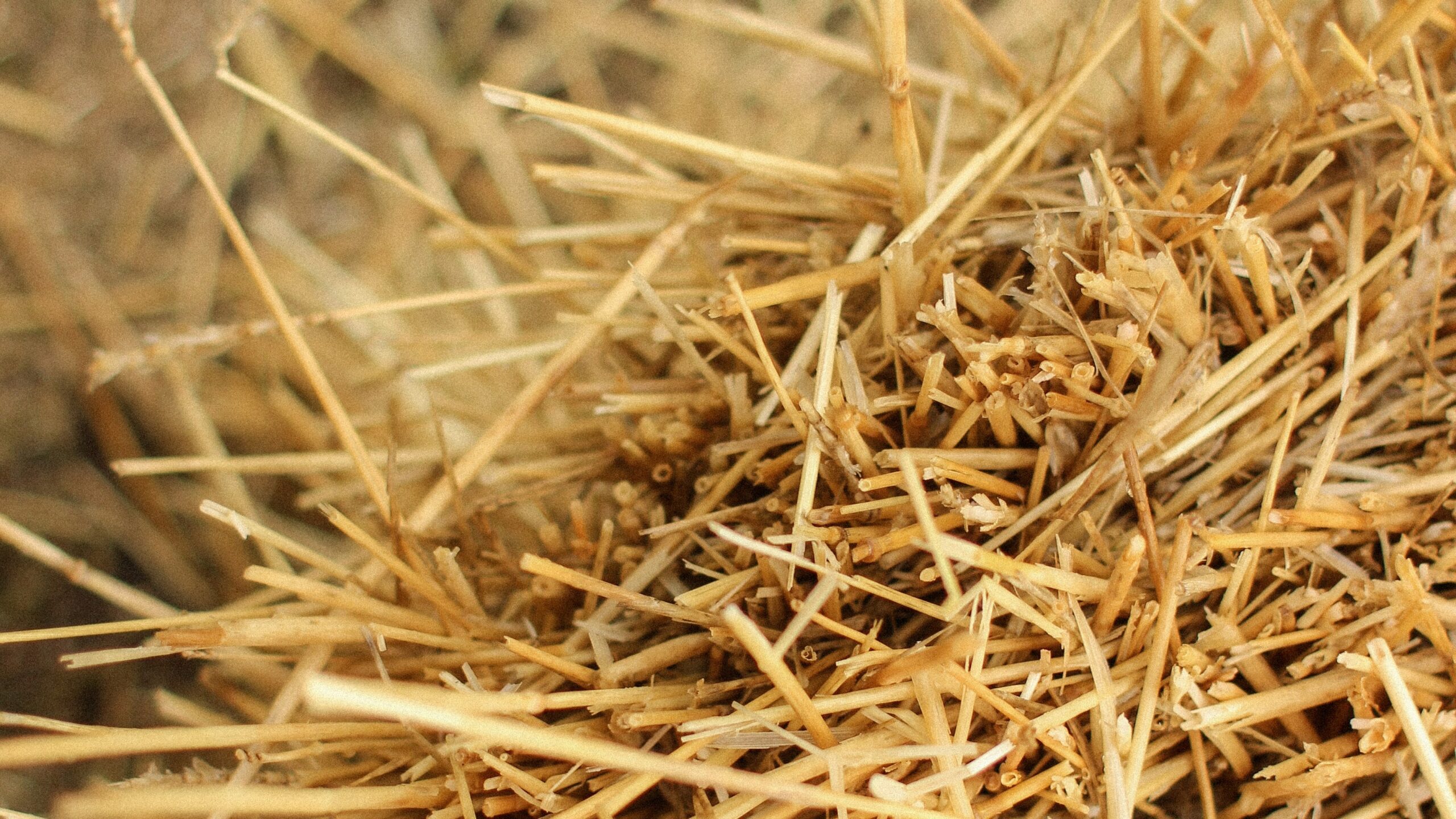Straw for mulching your garlic plants in winter.