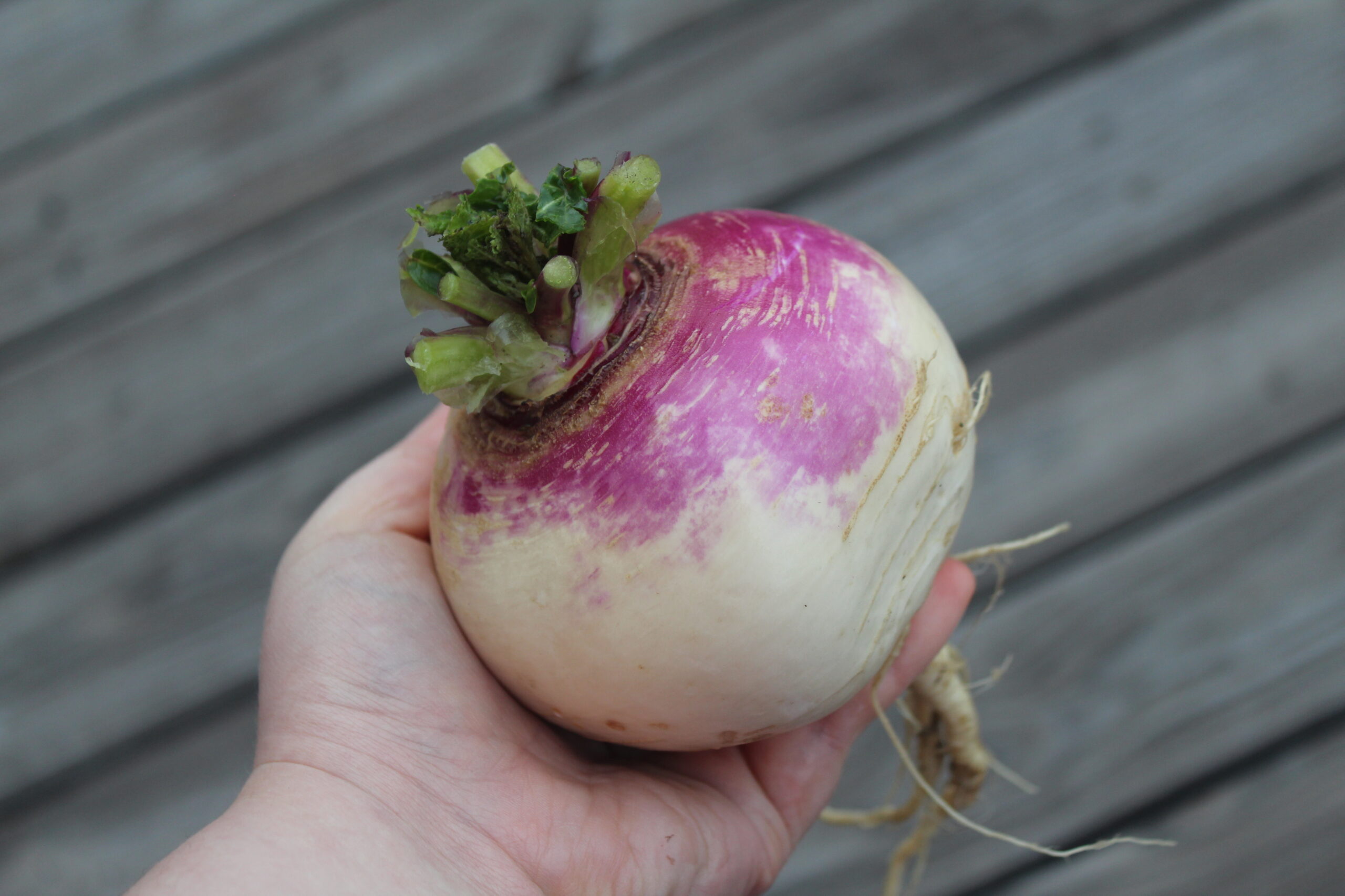 Holding a purple topped Heirloom Turnip in hand.
