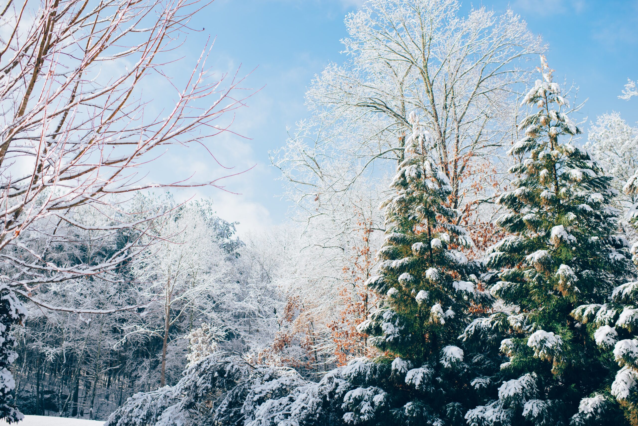 Winter scene with snow on trees.