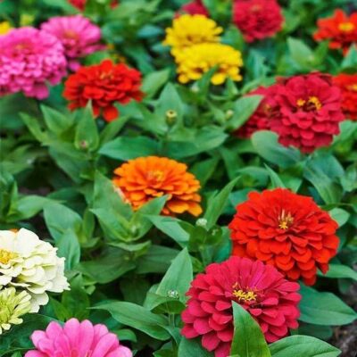 Mix of red, orange, yellow, and pink dahlia zinnias.
