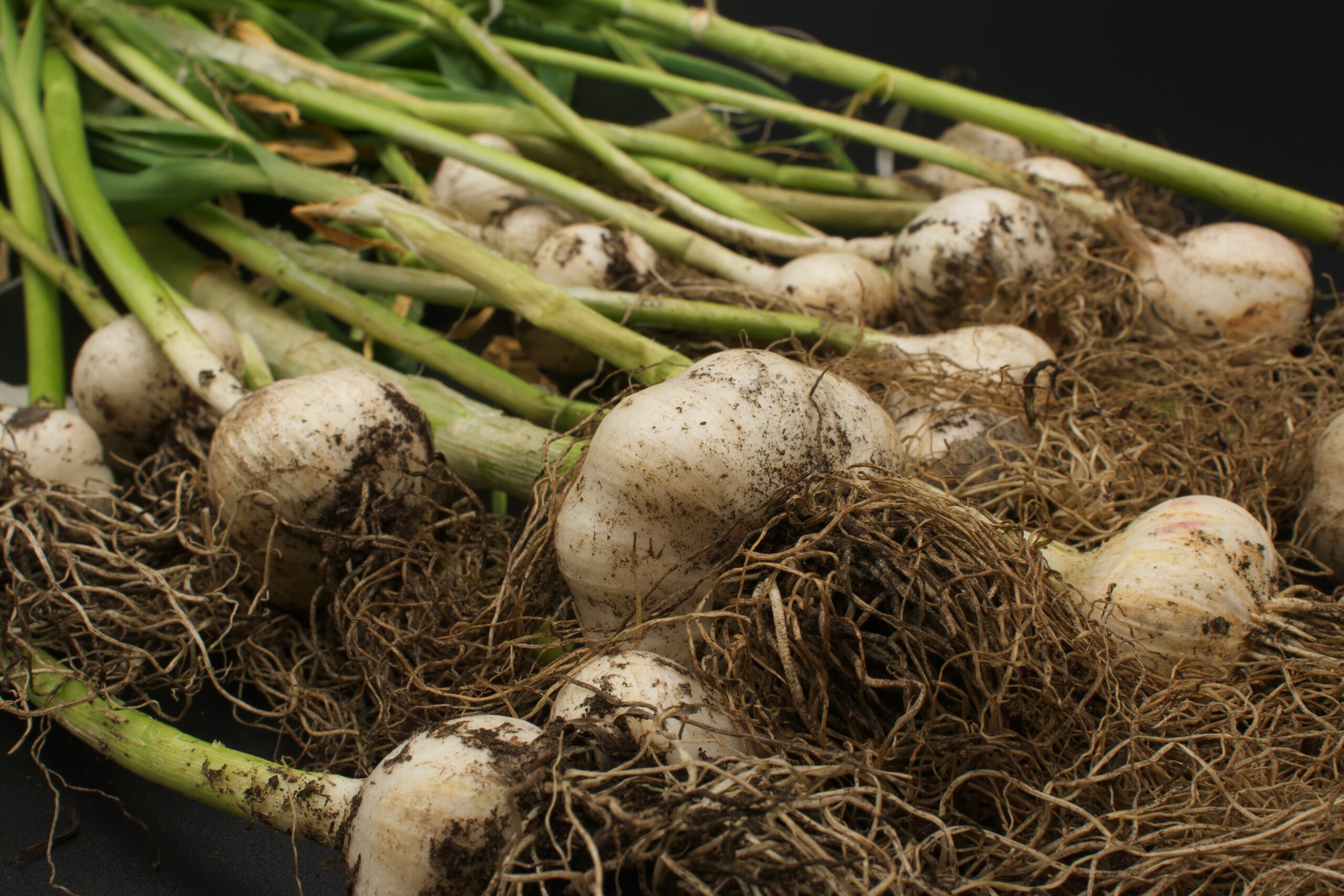 Garlic with dirt still clinging to the roots.