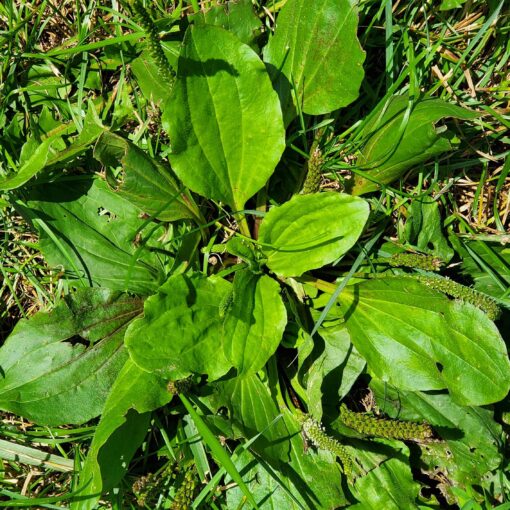 Plantain Broadleaf growing in the grass.