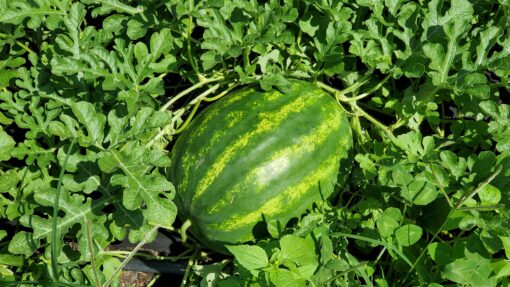 Large green striped Crimson Sweet Watermelon growing among the vines.