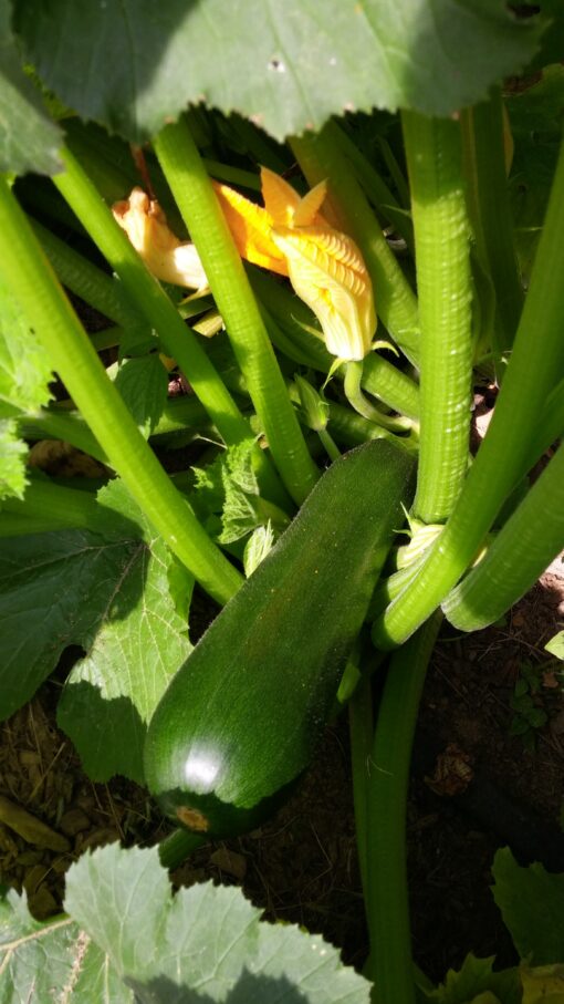 A young Dark Green Zucchini Summer Squash growing on the plant with a blossom above it.