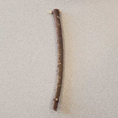 Johns elderberry cutting.