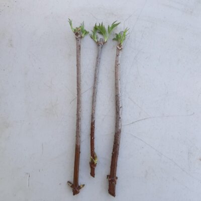 John elderberry cuttings with green sprouts on top of them.