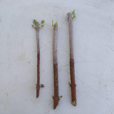 Ranch elderberry cuttings on a white background.