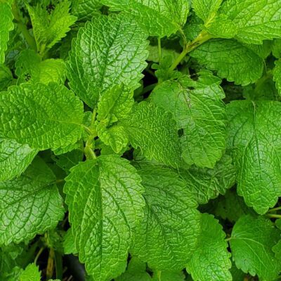 Close-up of vibrant green Lemon Balm Live Crowns showcasing textured surfaces and serrated edges.