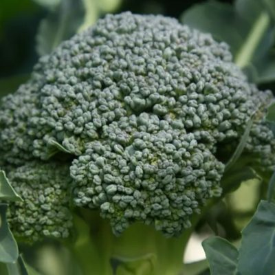 A close up of a Broccoli Calabrese plant.