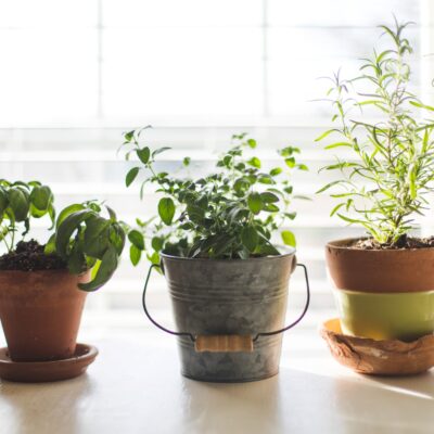 Herb Container Gardening Pack with herbs growing in pots.