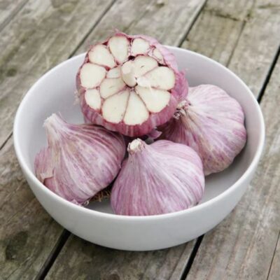 Large, pretty purple bulbs of Chesnok Red Garlic sitting in a white bowl.