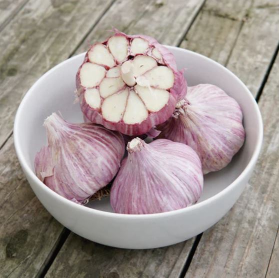 Garlic Hardneck Chesnok Red - Seeds for Generations Large, pretty purple bulbs of Chesnok Red Garlic sitting in a white bowl.