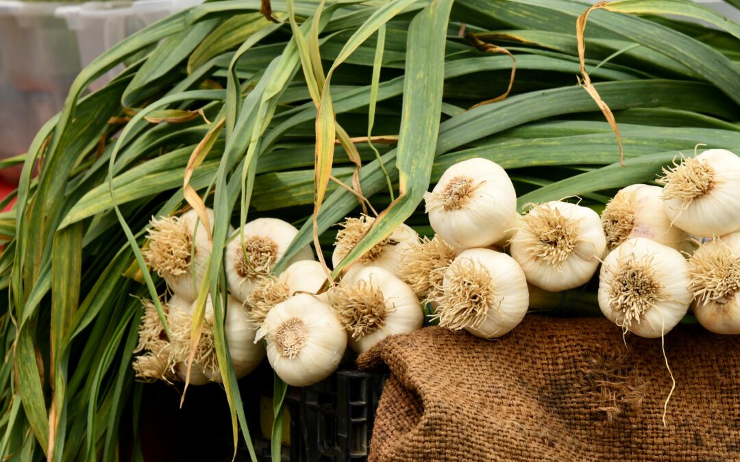 How to Care for Garlic Plants