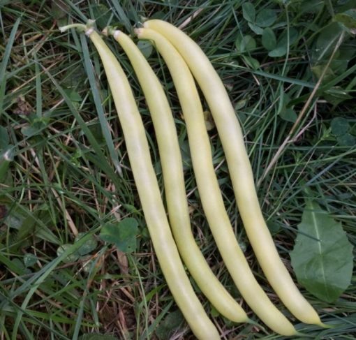 Four Gold Rush Yellow Wax Beans laying in the grass.