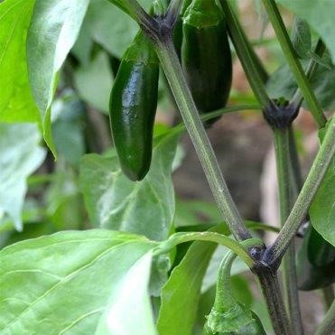 Pepper Hot Jalapeno on plant
