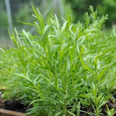 Russian Tarragon Plant with green leaves.