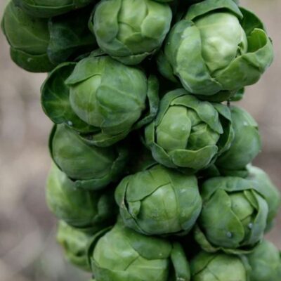 Long Island Improved Brussel Sprouts on the plant.