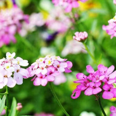 Pink and white Candytuft flowers.