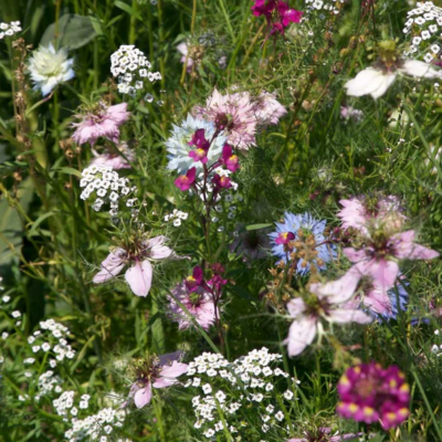 Mix of Fragrant Wildflowers growing outdoors.