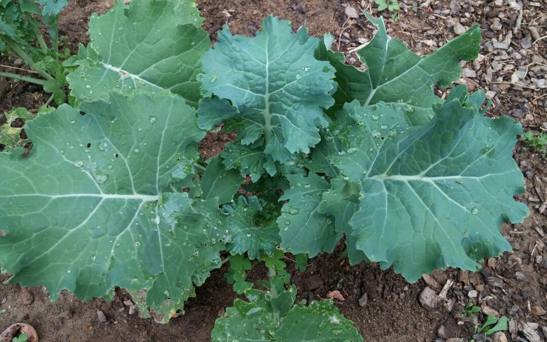 Winter Kale Video