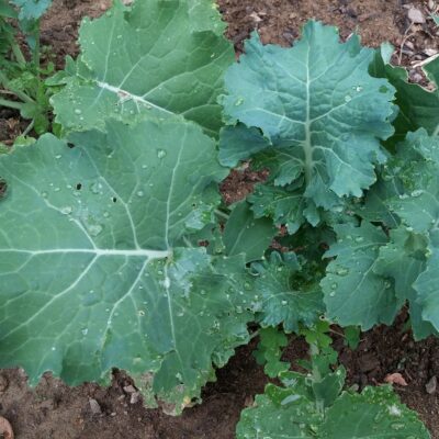 White Russian Kale leaves growing in the garden.