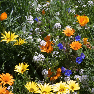 Low growing wildflowers in orange, yellow, white, and blue.