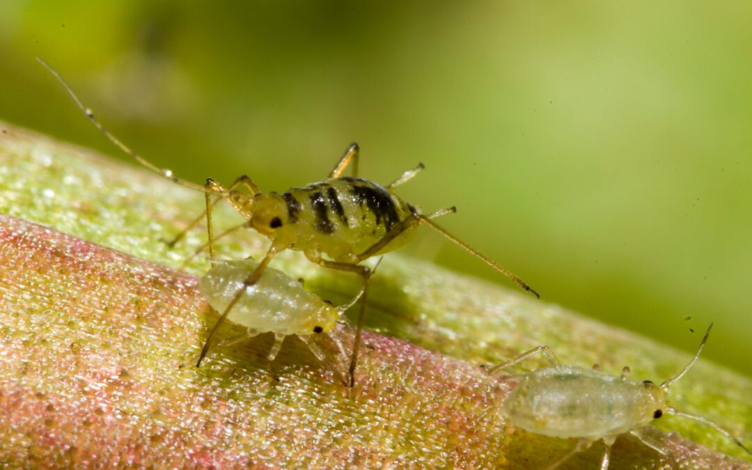 How to Get Rid of Aphids in the Vegetable Garden