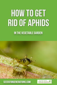 Learn how to get rid of aphids in the vegetable garden without using chemicals! #SeedsforGenerations #aphids